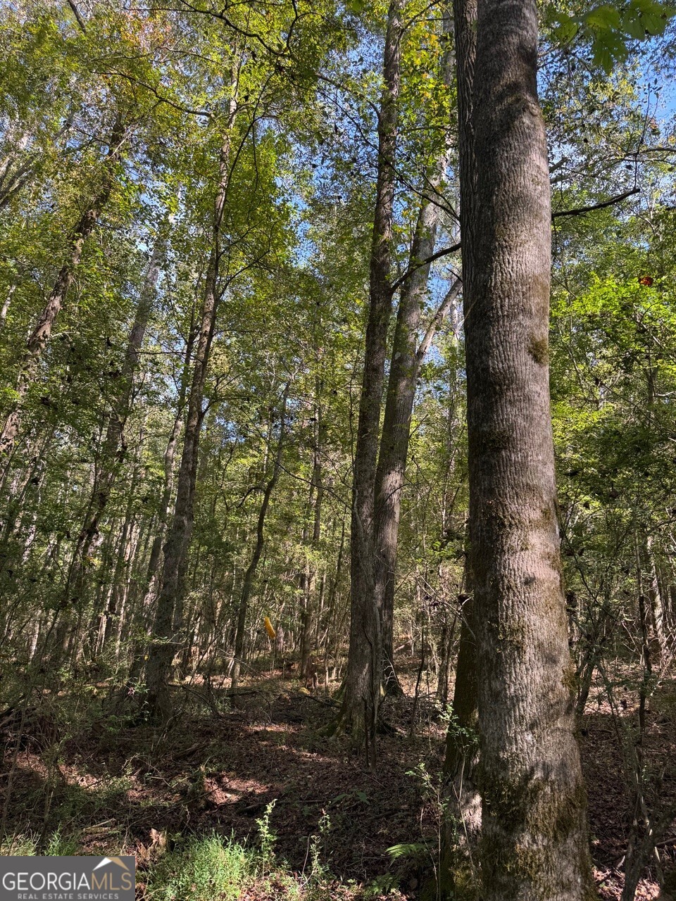 0 Hebron Church Road Statham, GA 30666 - Photo 11 of 18