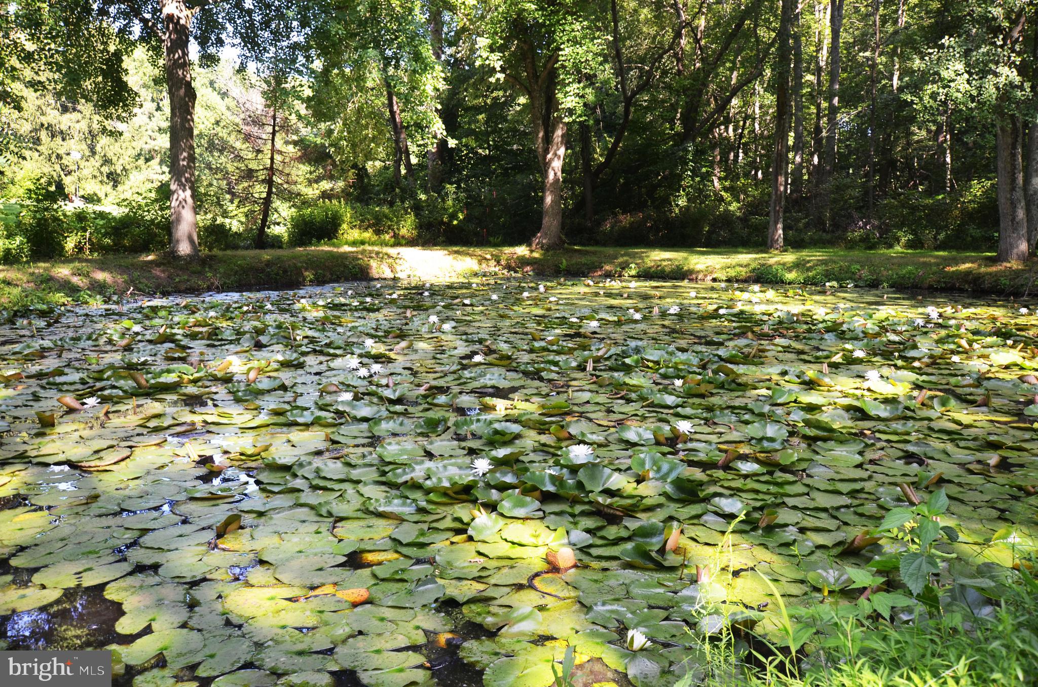 333 Old Porter Road Bear, DE 19701 - Photo 32 of 36 Pond