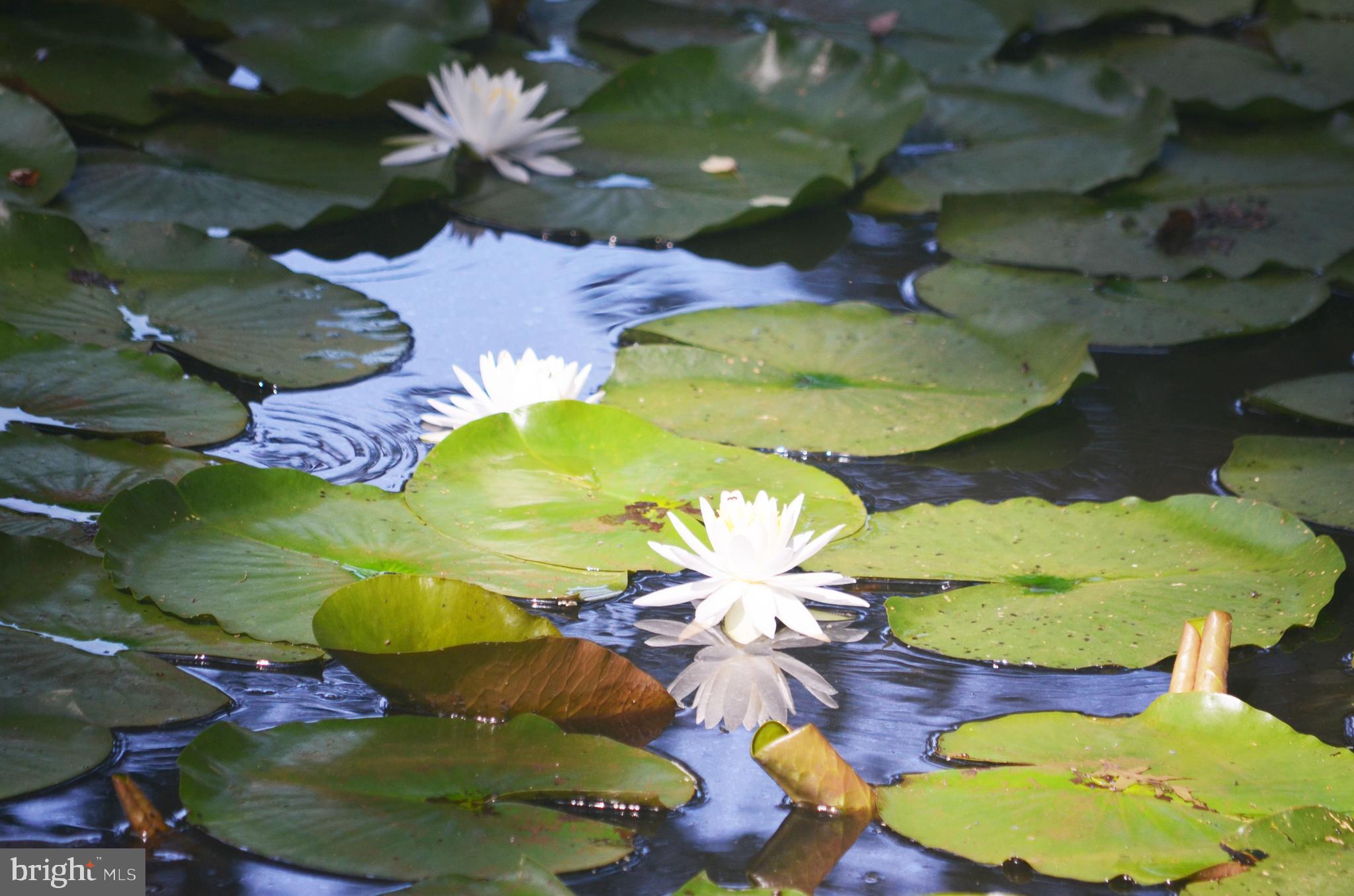 333 Old Porter Road Bear, DE 19701 - Photo 33 of 36 Pond