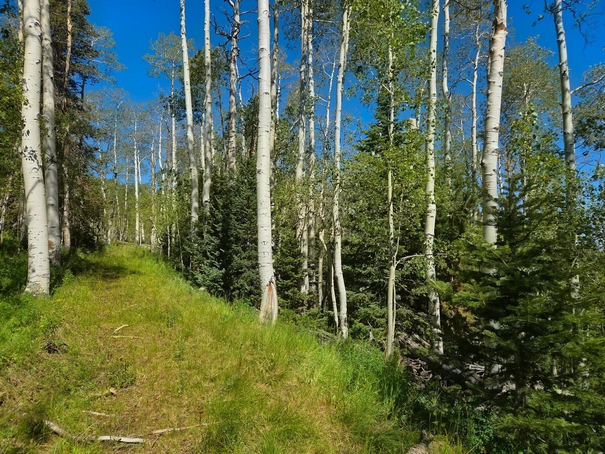 40 Acres Summit Mountain Road Brian Head, UT 84719 - Photo 20 of 32 Of the Property17