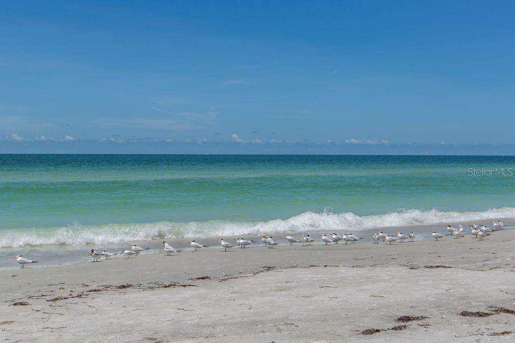 399 2nd Street, Unit 215 Indian Rocks Beach, FL 33785 - Photo 49 of 51 a view of a lake view with beach