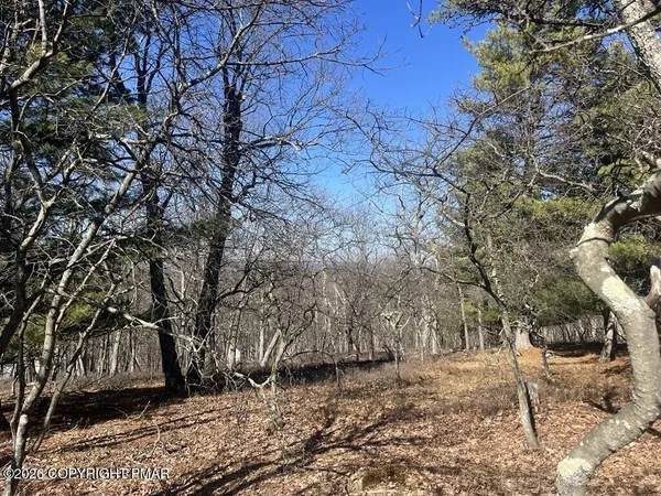 a view of a yard with trees
