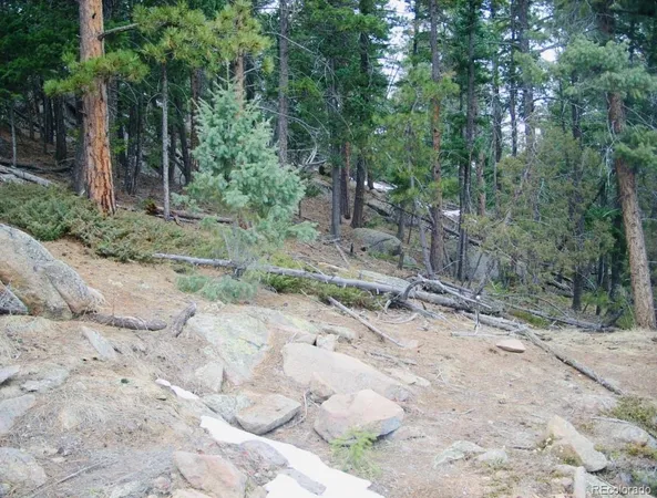 a view of a forest with trees in the background