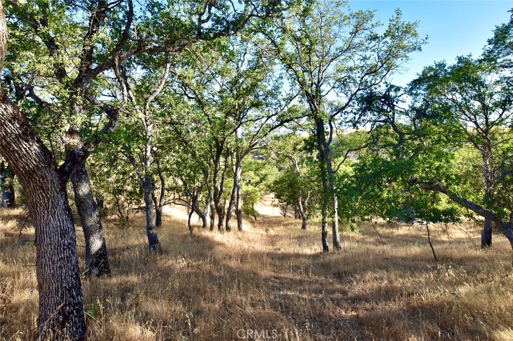 74010 Copperhead Road Bradley, CA 93426 - Photo 7 of 20 a view of outdoor space with trees