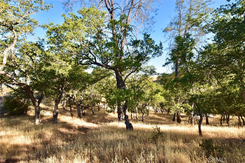 74010 Copperhead Road Bradley, CA 93426 - Photo 8 of 20 a view of river covered with trees