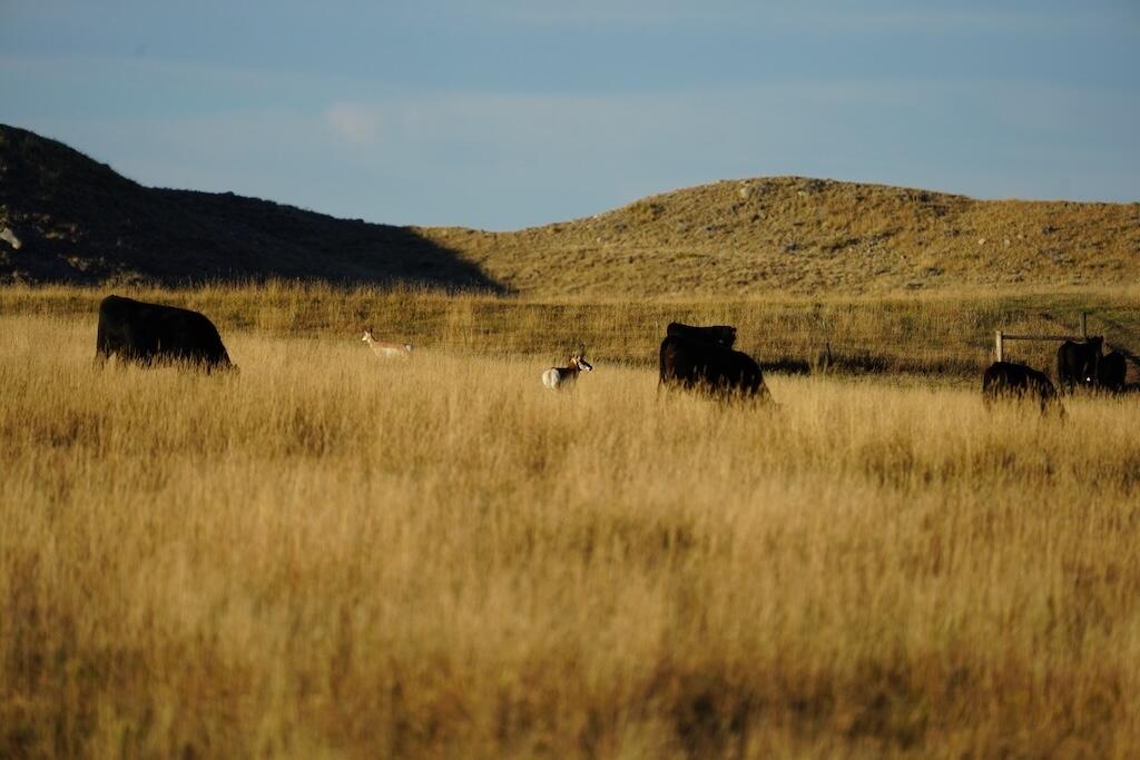 Upper French Creek Road Buffalo, WY 82834 - Photo 13 of 73 Cows-antelope