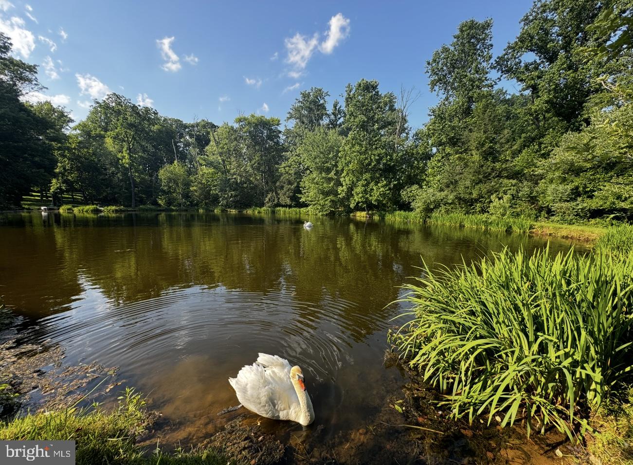 3050 Aquetong Road New Hope, PA 18938 - Photo 58 of 64 Serene pond with graceful swan.