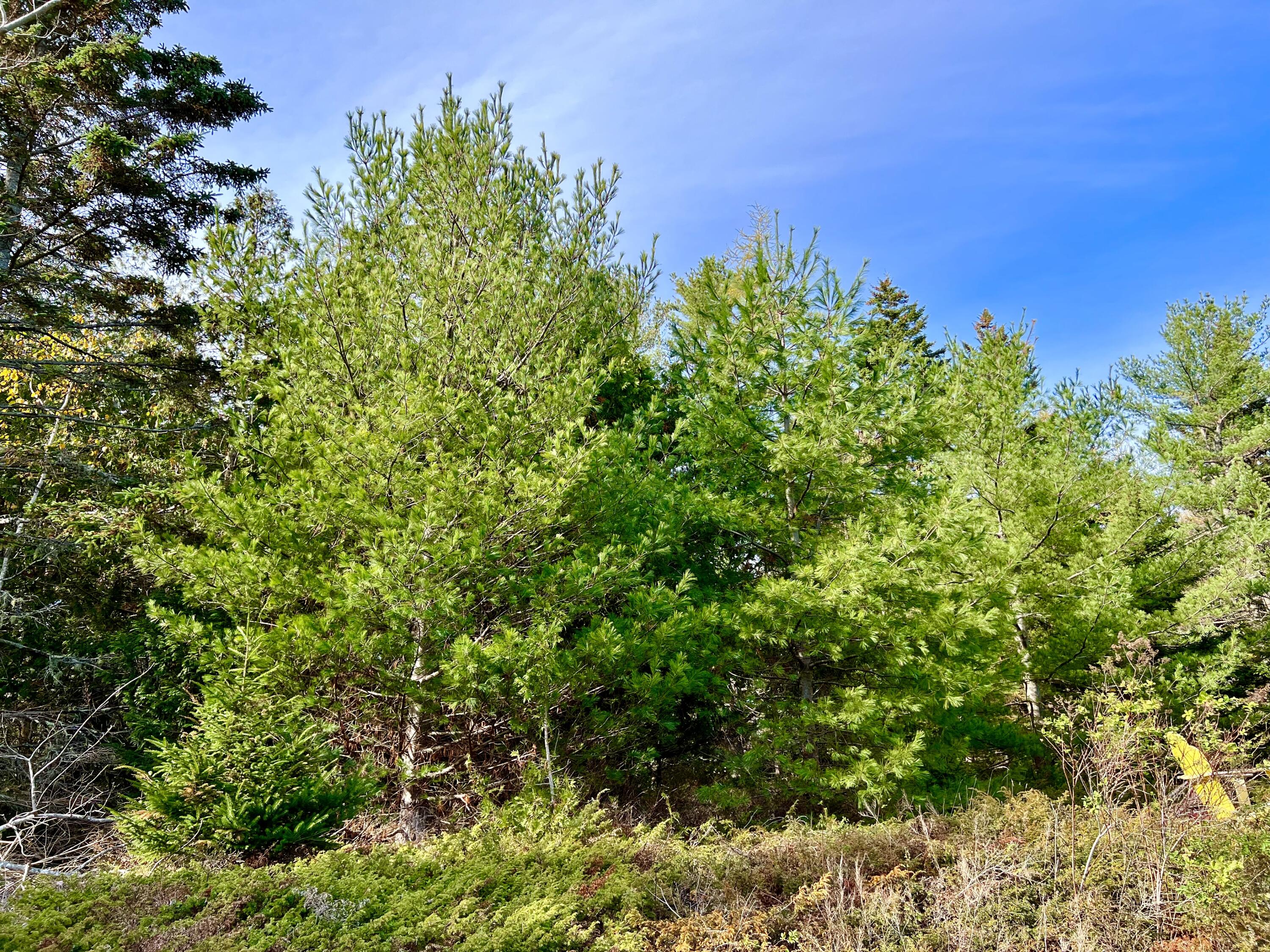 70 Burnt Hill Road Tremont, ME 04653 - Photo 58 of 69 Woods