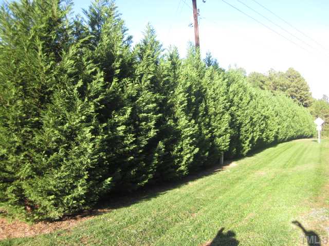 10024 Baileywick Road Raleigh, NC 27613 - Photo 8 of 25 Absolutely gorgeous Leland Cypress trees create lots of privacy for this wonderful lot! No HOA dues and No city taxes!