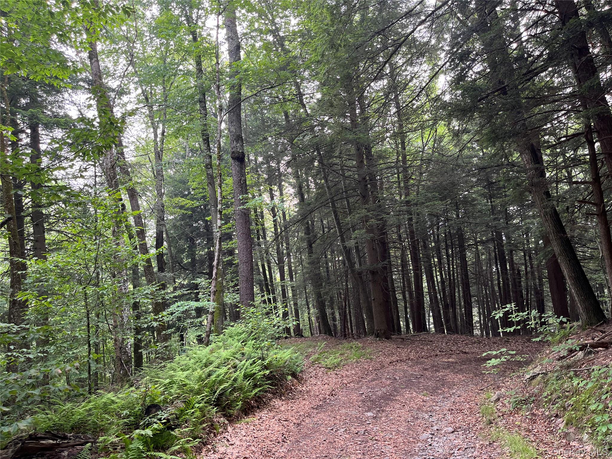Hood Road Roscoe, NY 12776 - Photo 18 of 27 View of wooded area