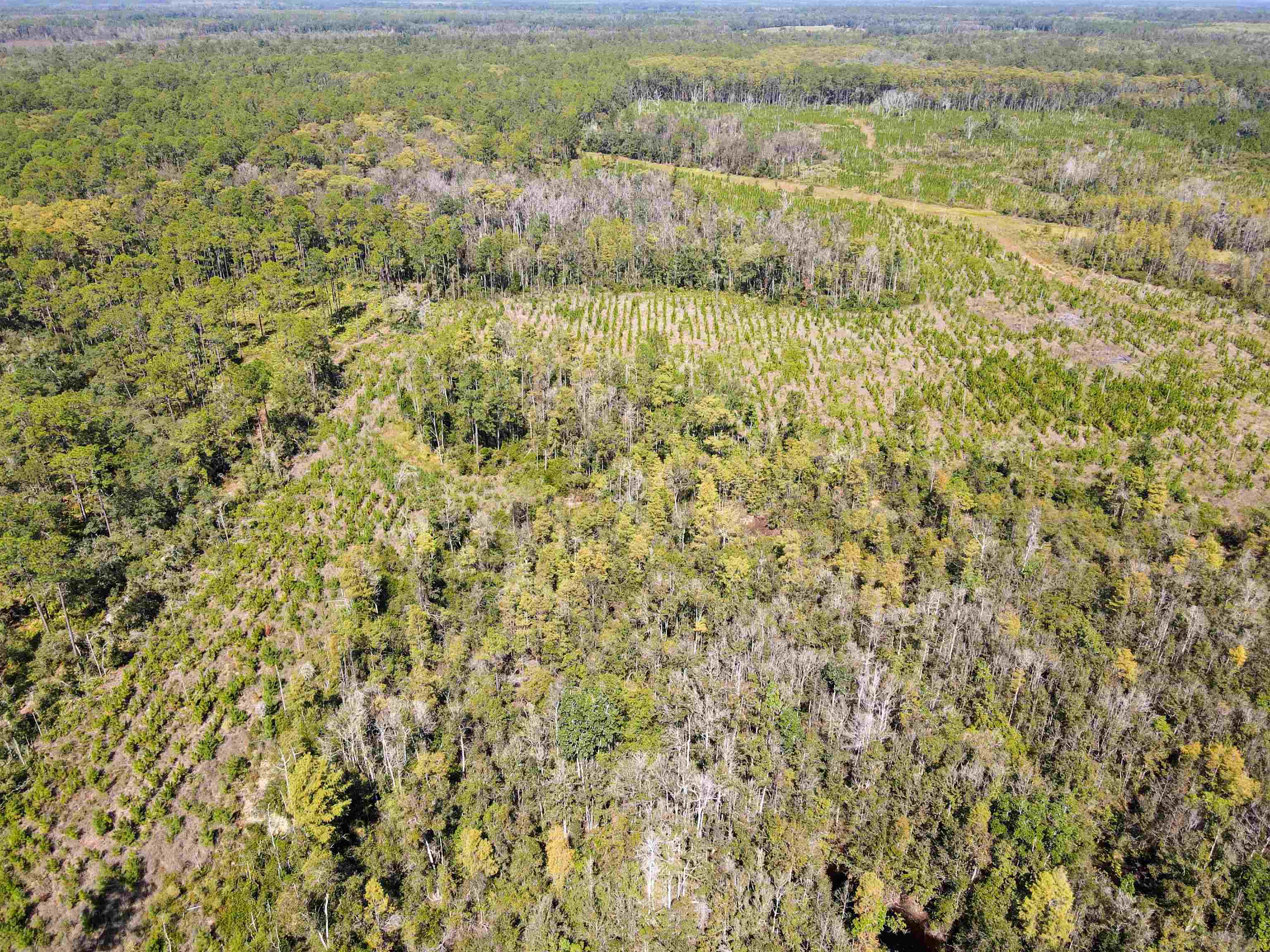 0 Southwest Mount Gilead Road Greenville, FL 32331 - Photo 14 of 33