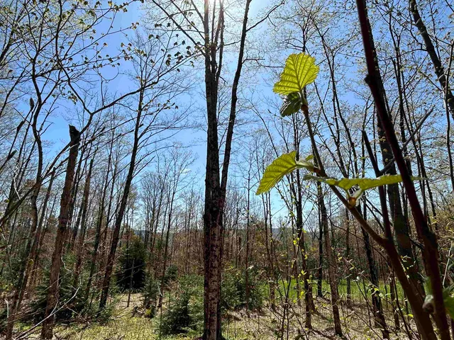 $300,000 | 0 Deep Gibou Road, Montgomery Center, VT 05471