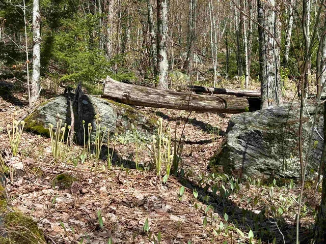 $300,000 | 0 Deep Gibou Road, Montgomery Center, VT 05471