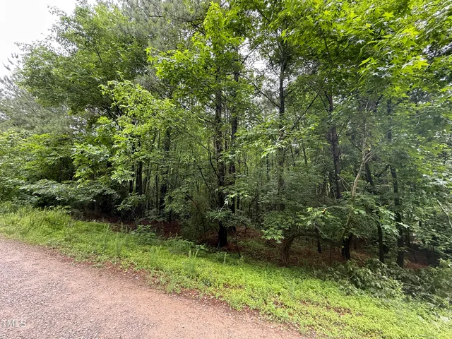 a view of a yard with plants and large trees
