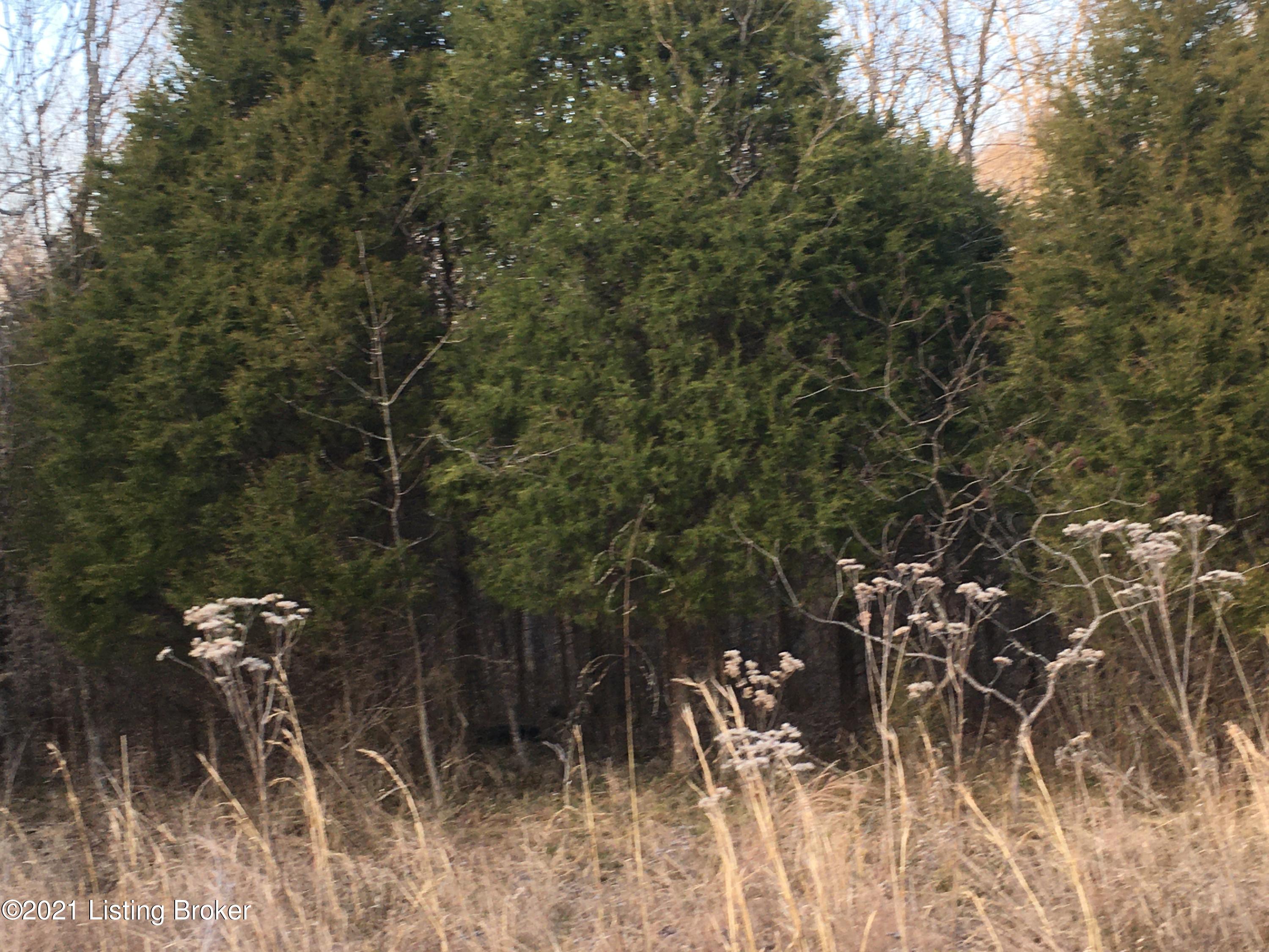1300 Fox Clf Road Leitchfield, KY 42754 - Photo 1 of 3 View from road