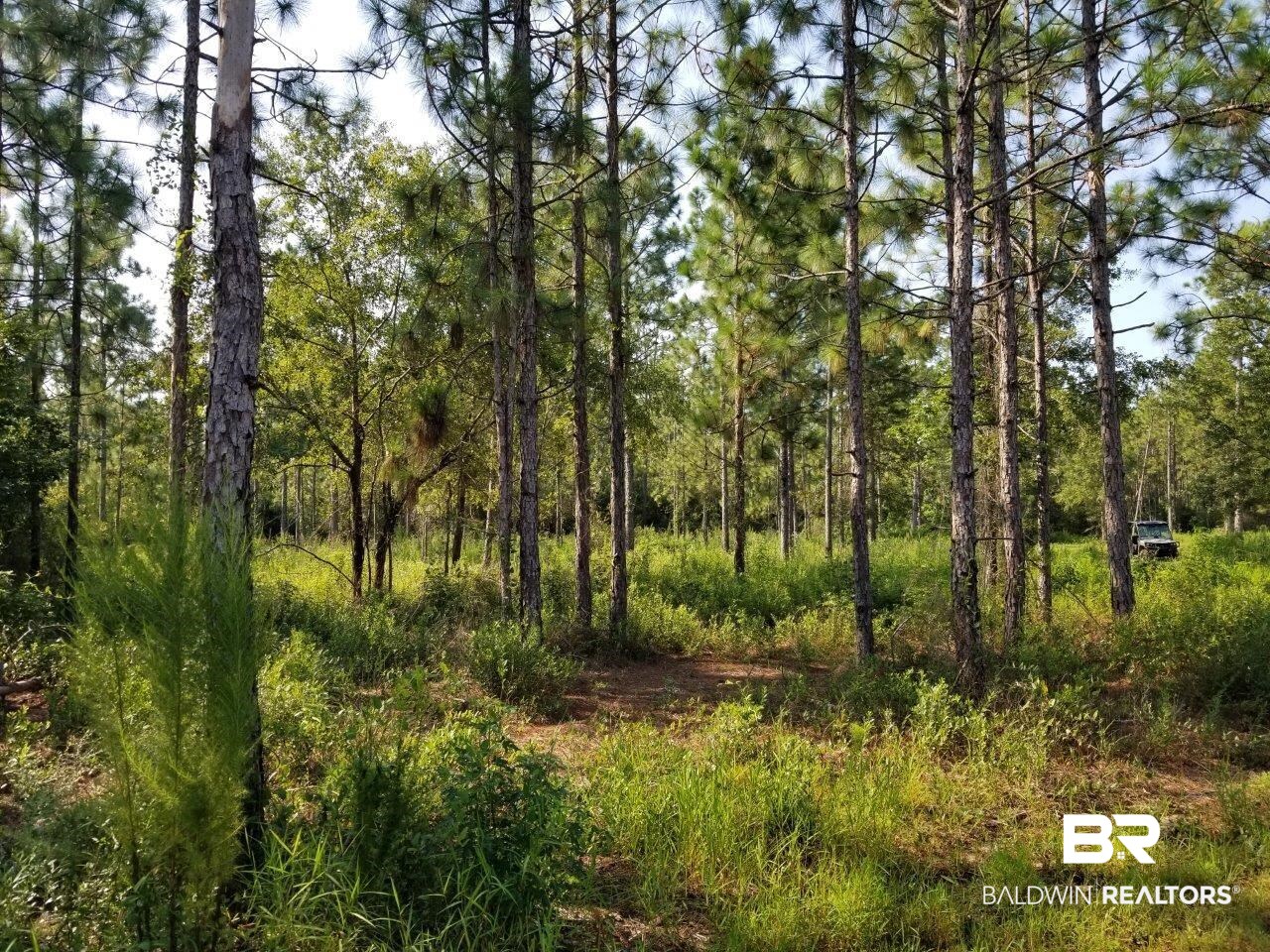 0 Jerkins Loop Atmore, AL 36502 - Photo 2 of 50