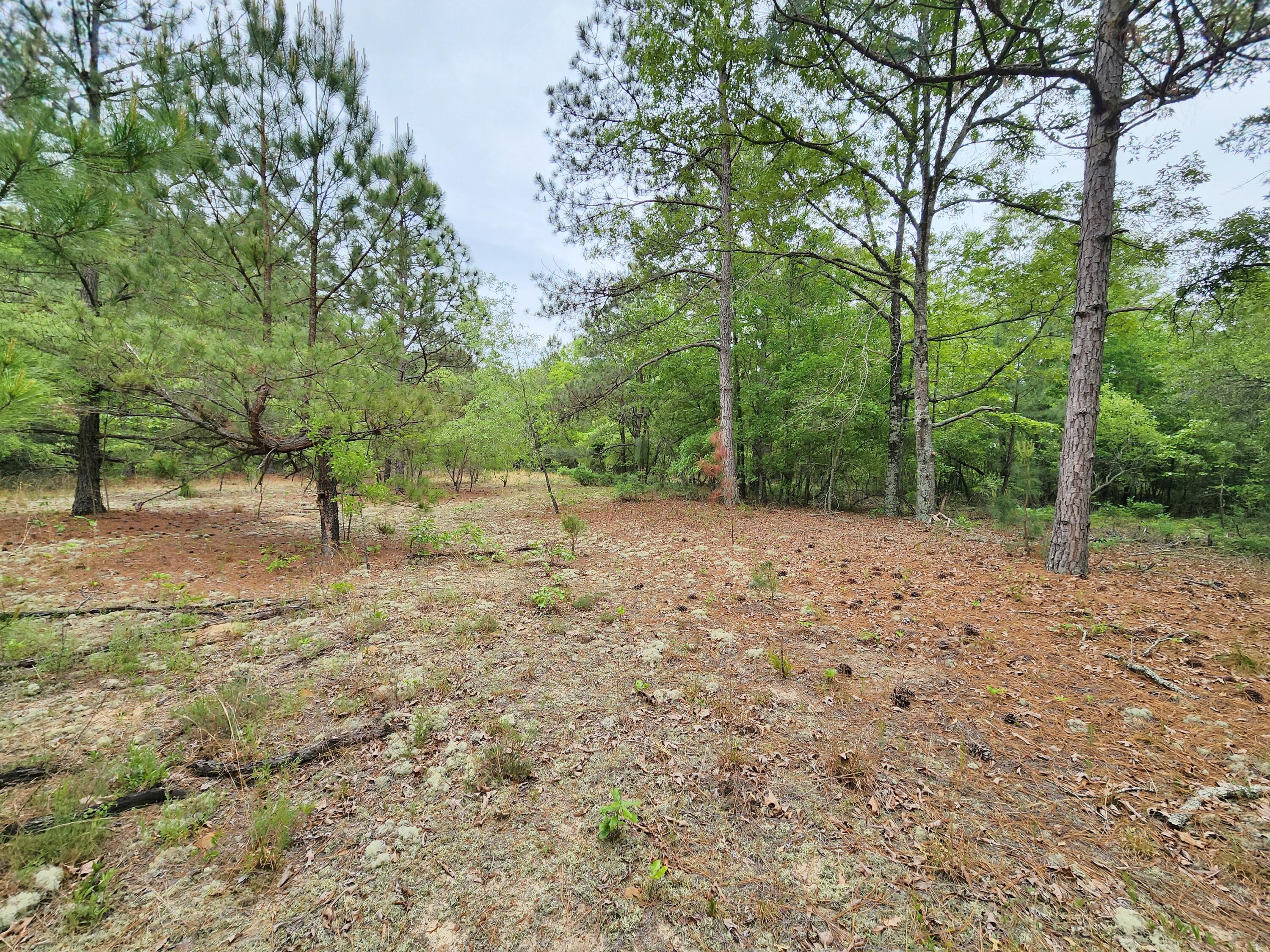 Lot 0 Weeks Road Williston, SC 29853 - Photo 12 of 19 20240427_163038