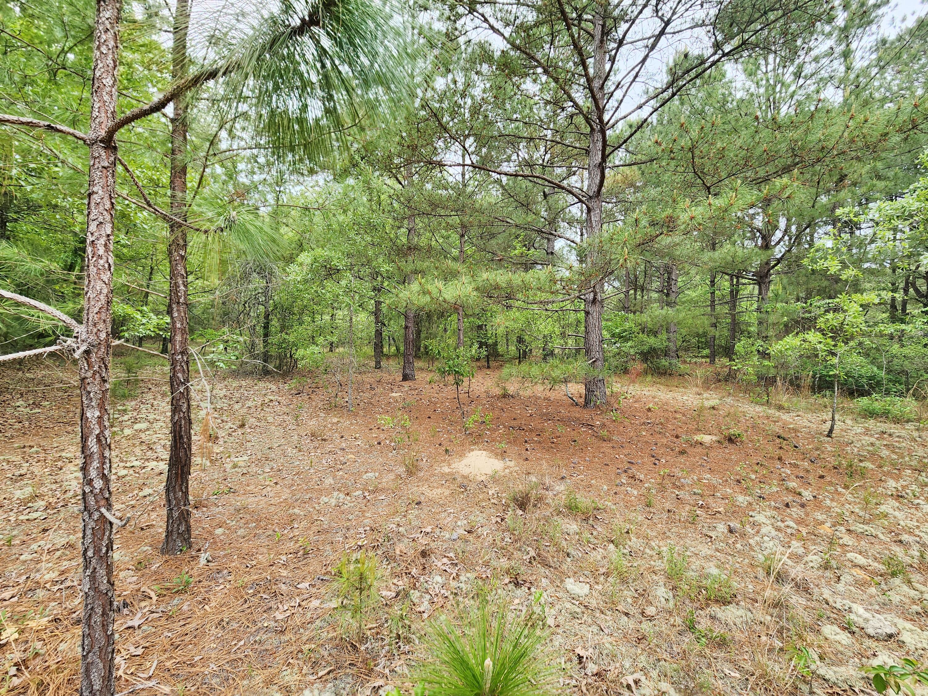 Lot 0 Weeks Road Williston, SC 29853 - Photo 13 of 19 20240427_163041