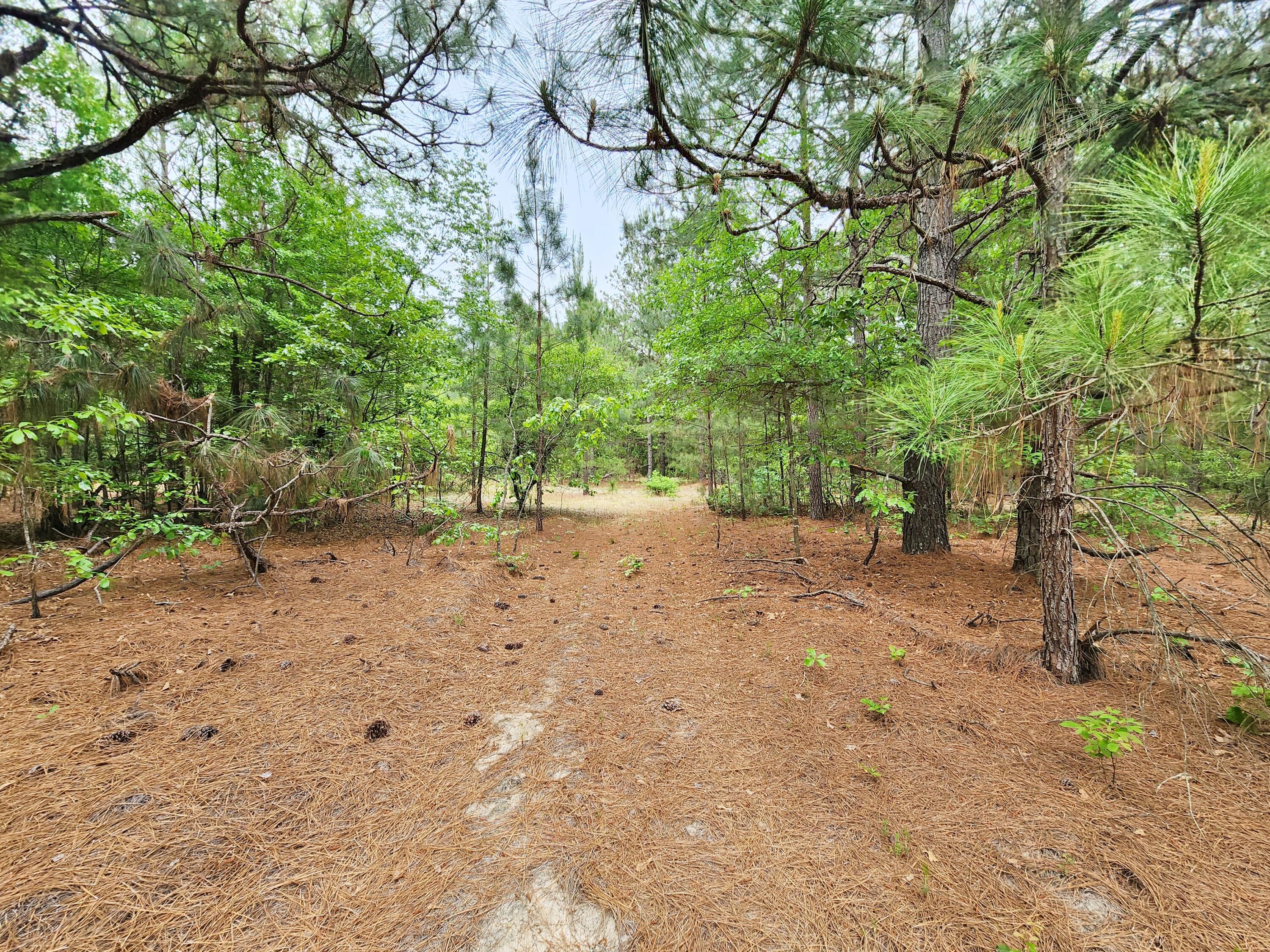 Lot 0 Weeks Road Williston, SC 29853 - Photo 14 of 19 20240427_163224