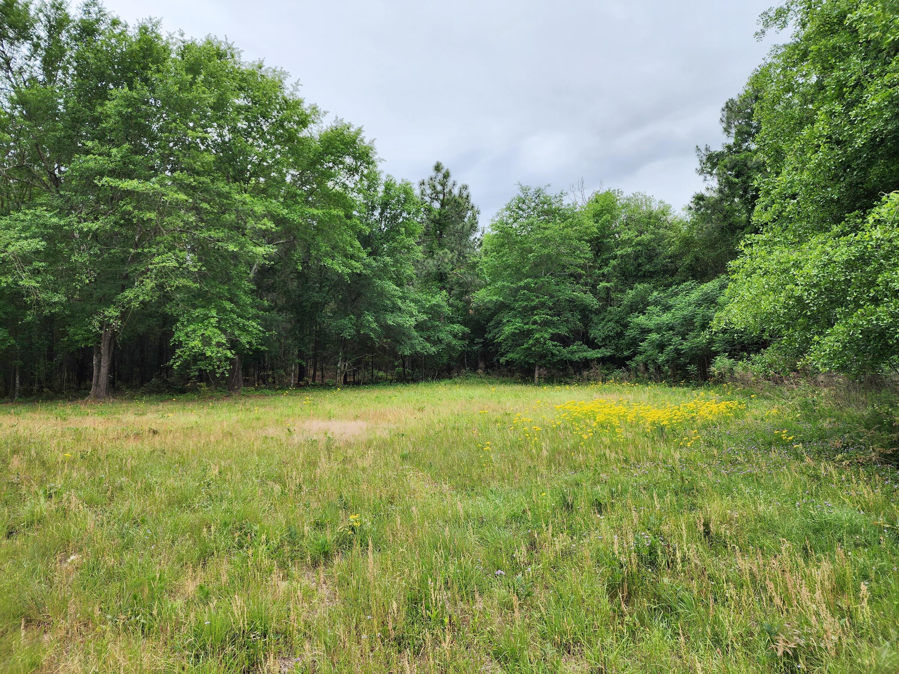 Lot 0 Weeks Road Williston, SC 29853 - Photo 2 of 19 20240427_162001