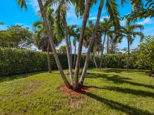 a view of a yard with palm trees