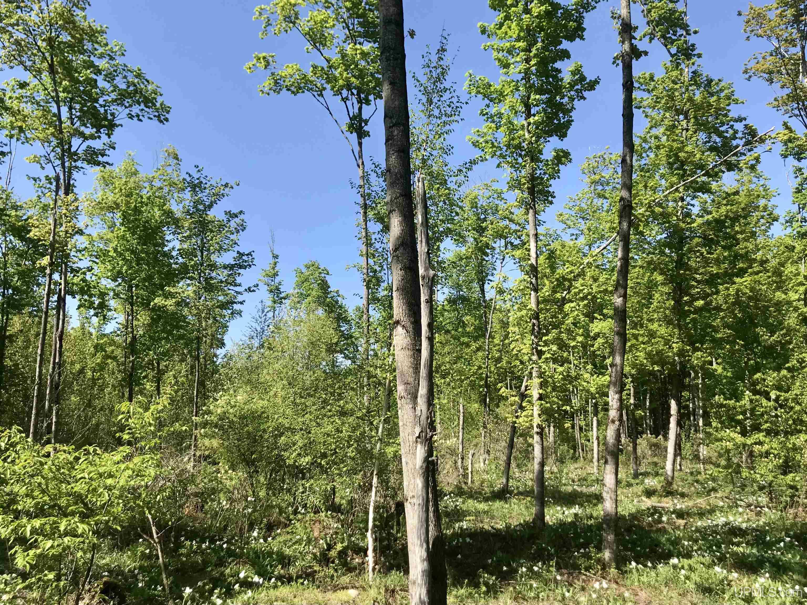 Tbd Tbd Storm Road Chatham, MI 49816 - Photo 5 of 11