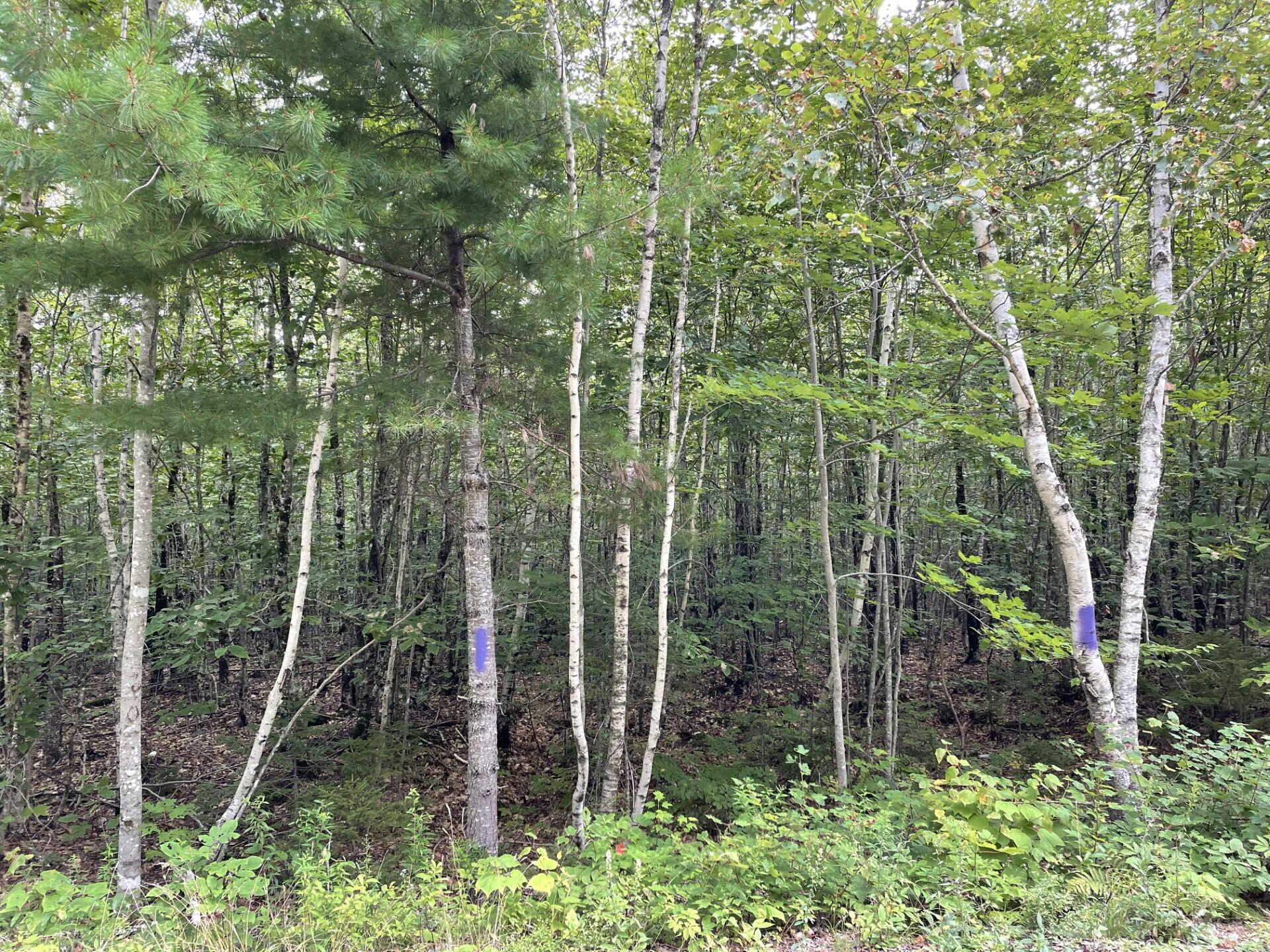 Lot 14 Eleanor Mae Road Deblois, ME 04622 - Photo 2 of 6 thumbnail_IMG-2536