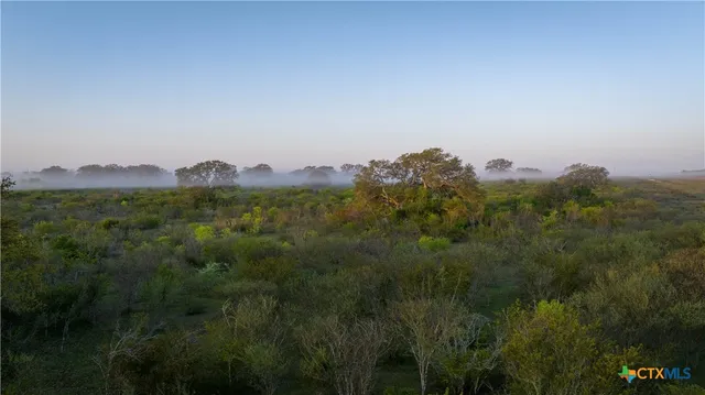 a view of a bunch of trees in a field