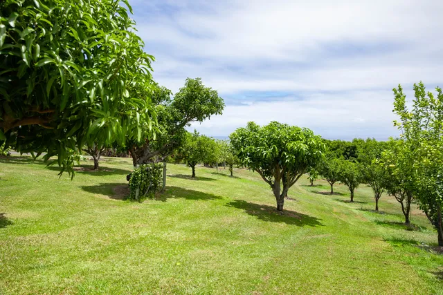 a view of yard with trees