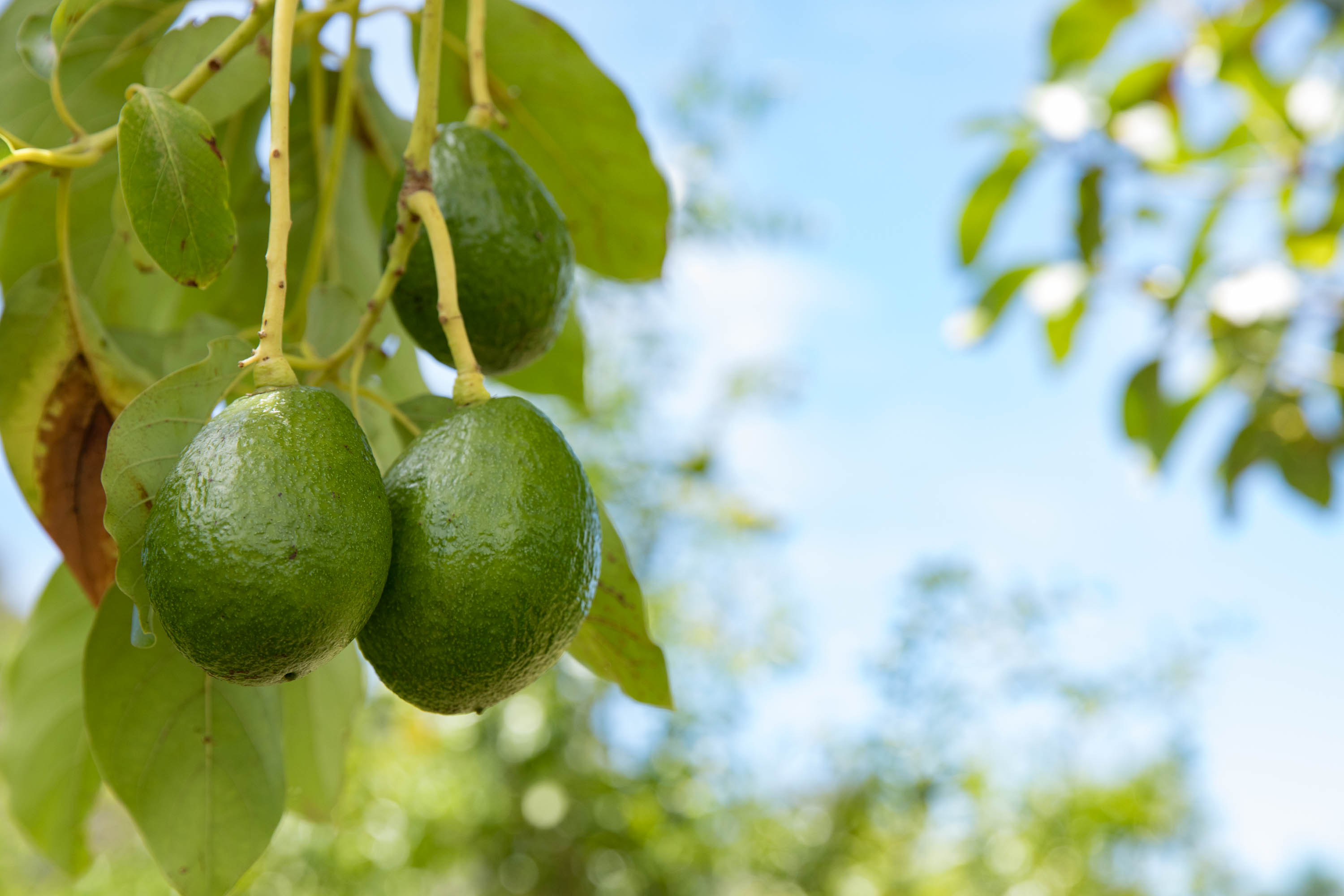 36-1037 Stevens Road Laupahoehoe, HI 96764 - Photo 23 of 27
