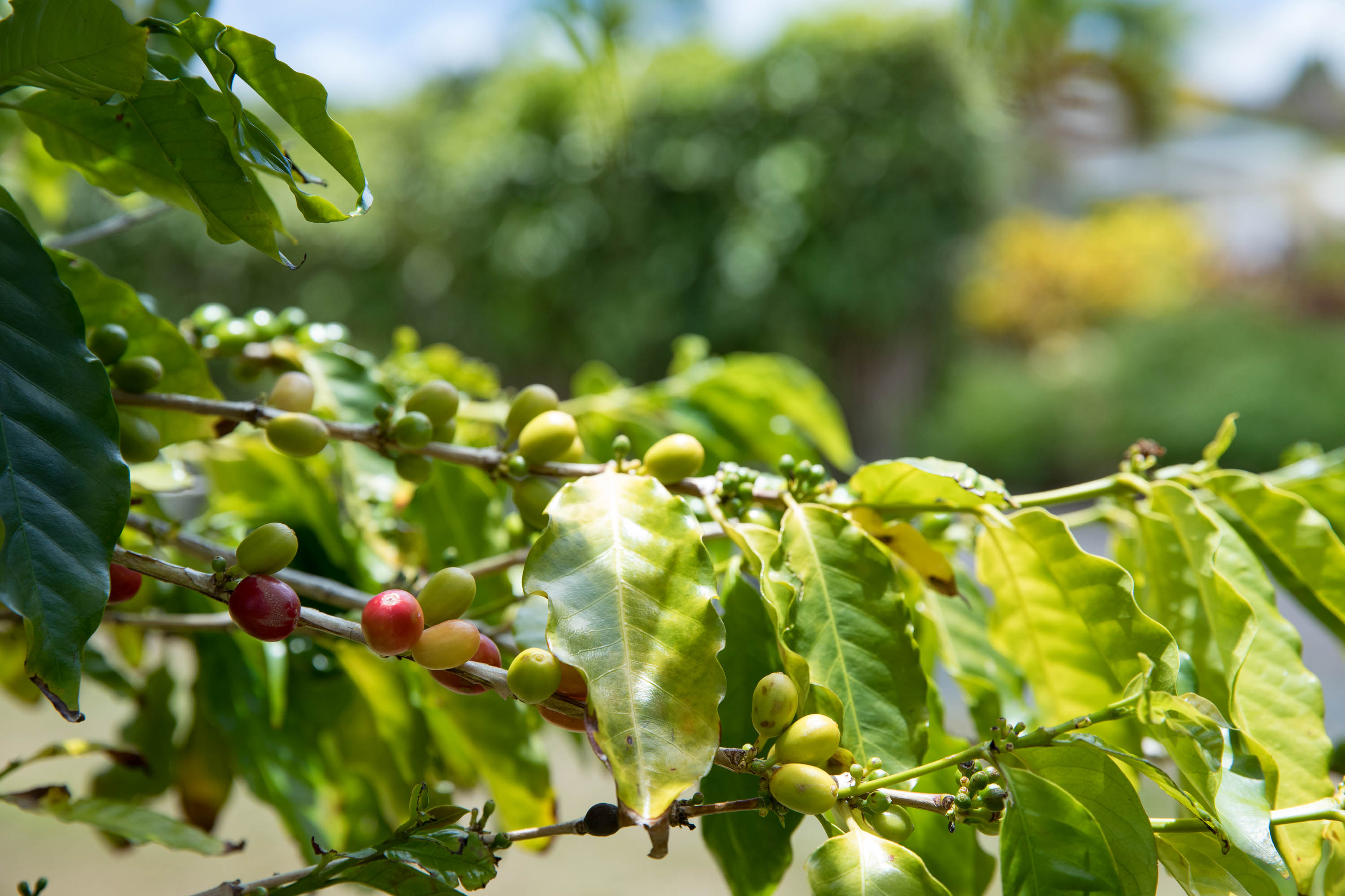 36-1037 Stevens Road Laupahoehoe, HI 96764 - Photo 25 of 27