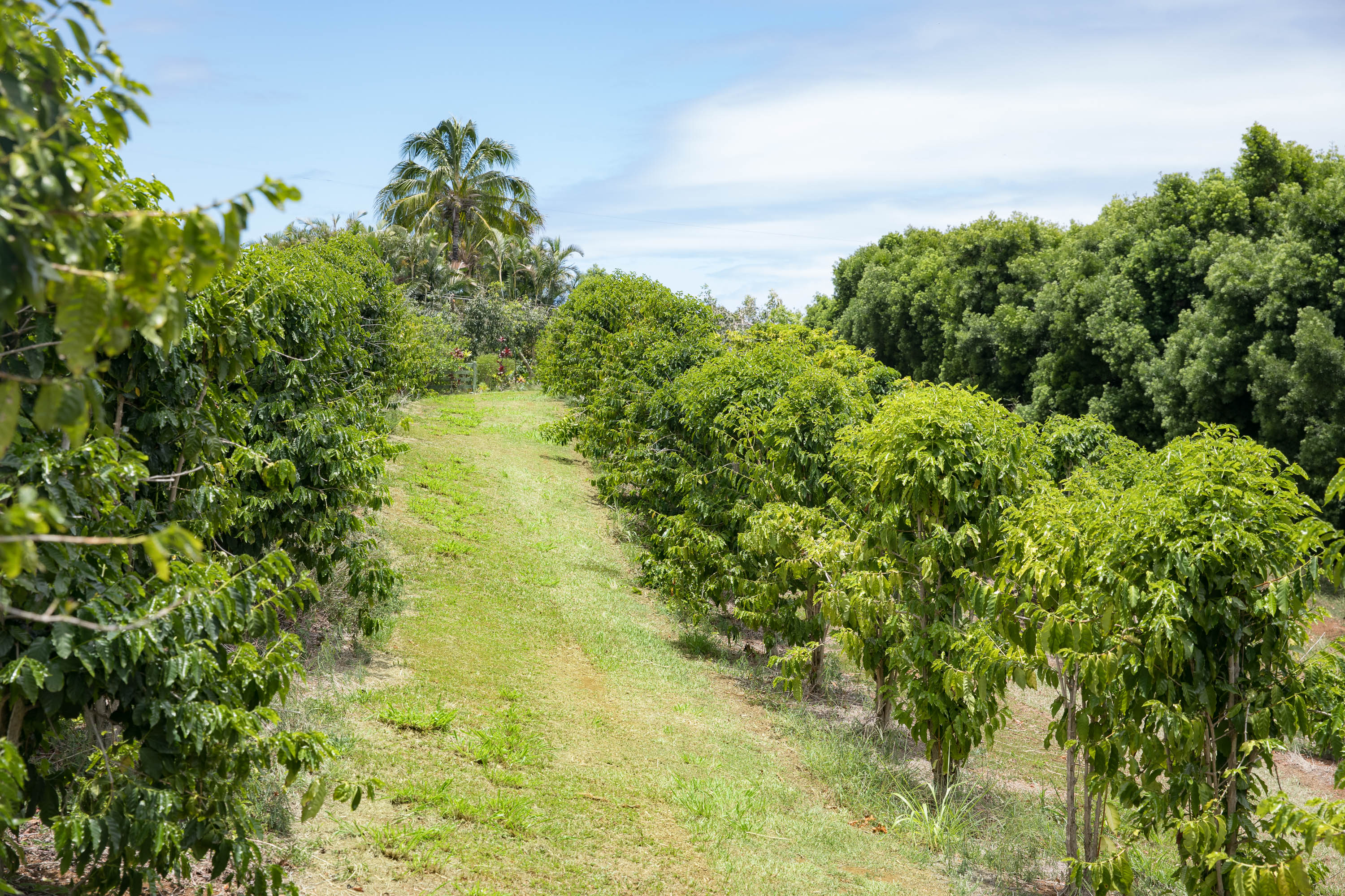 36-1037 Stevens Road Laupahoehoe, HI 96764 - Photo 26 of 27