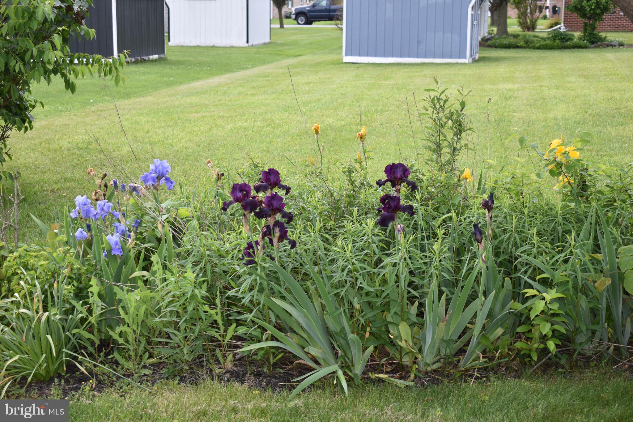 1206 Rabbit Court Hagerstown, MD 21740 - Photo 27 of 35 Beautiful iris'