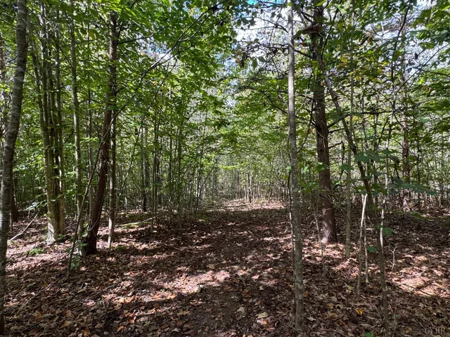 a view of a forest with trees in the background