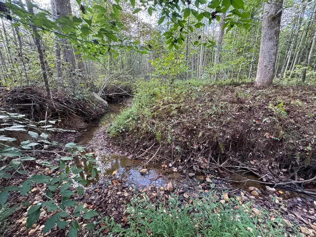 a view of a forest with lots of trees