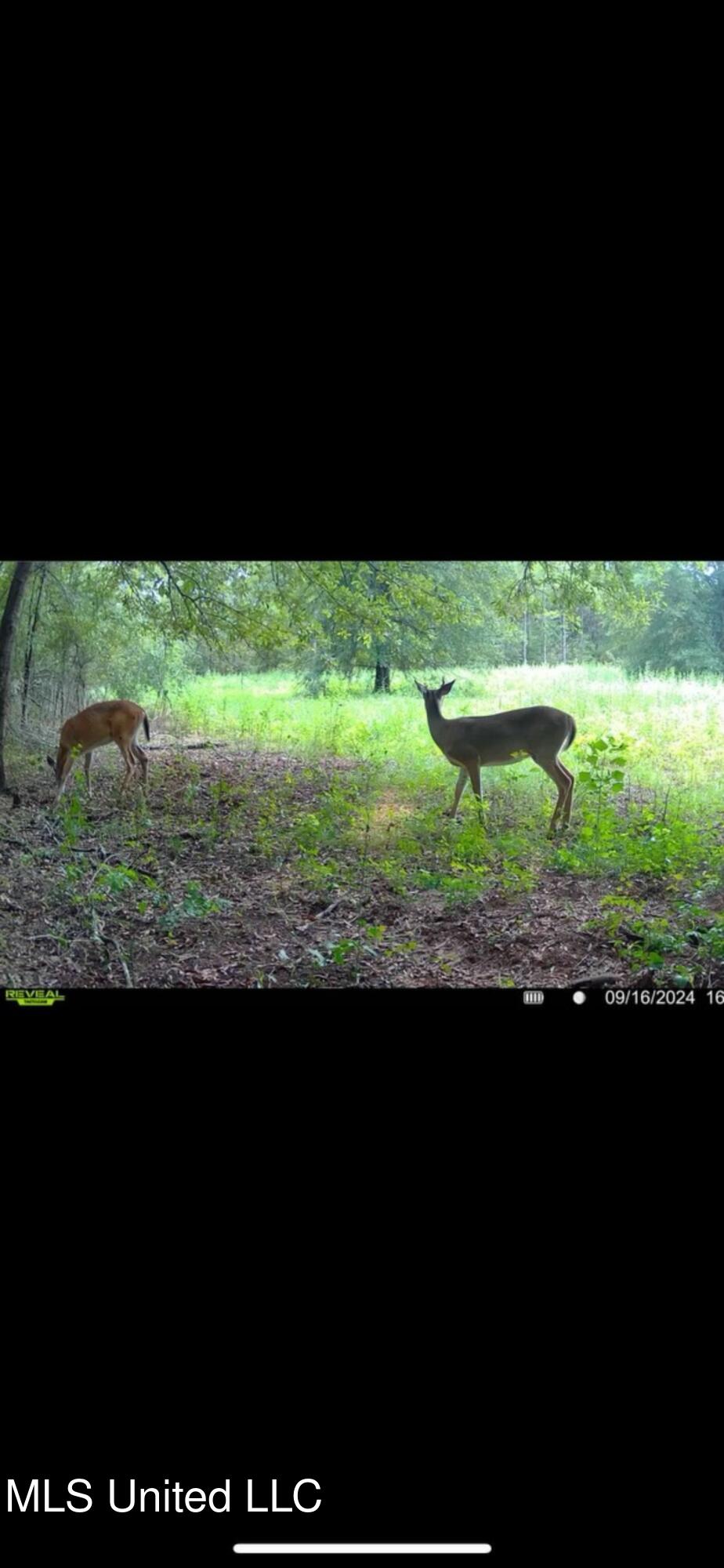 264 McCarthy Road Jonesville, LA 71343 - Photo 55 of 60 IMG_2341