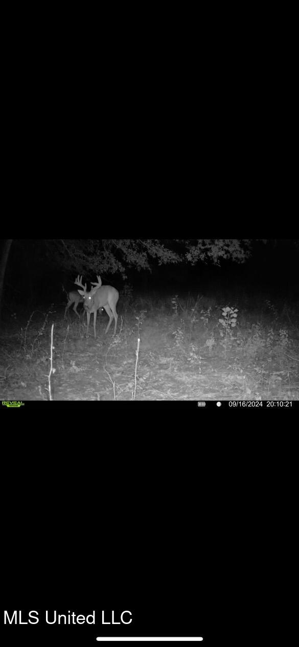 264 McCarthy Road Jonesville, LA 71343 - Photo 60 of 60 IMG_6506