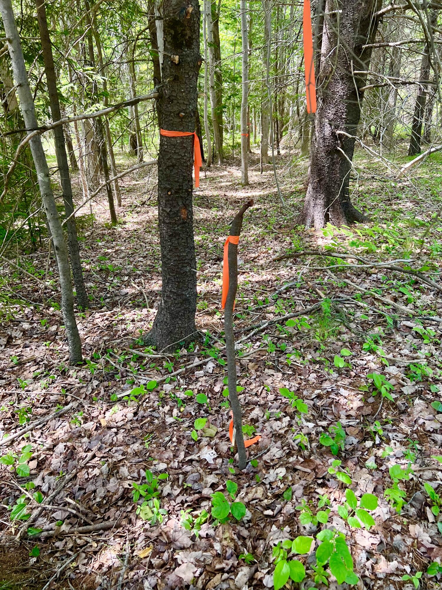 142 Seal Cove Road Southwest Harbor, ME 04679 - Photo 3 of 5 Right of way