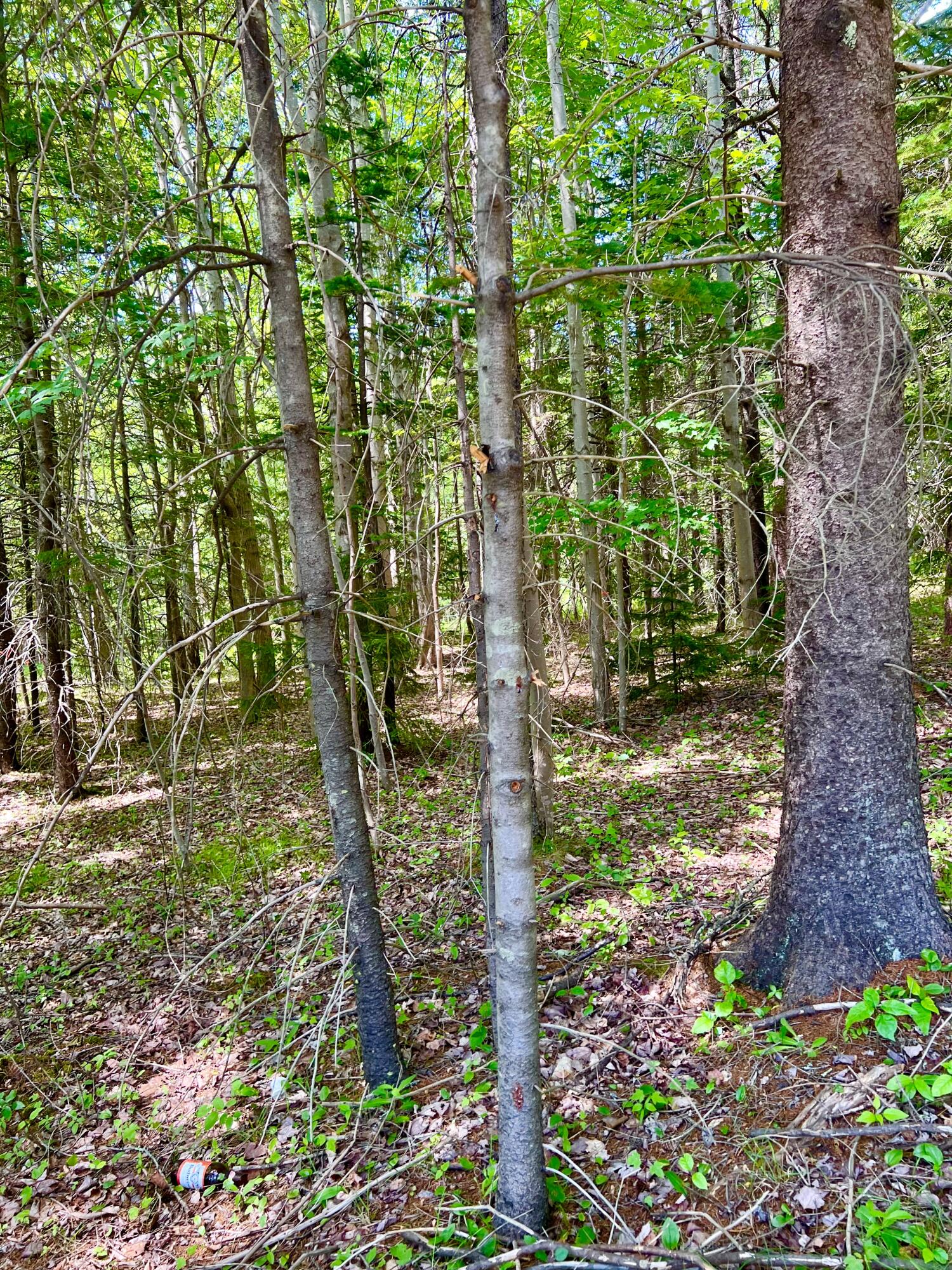 142 Seal Cove Road Southwest Harbor, ME 04679 - Photo 5 of 5 Right of way