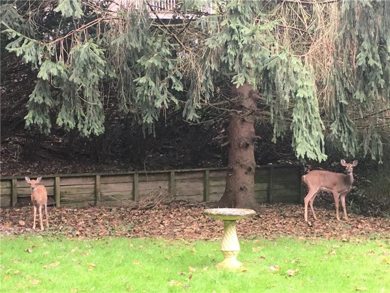 1518 Collins Road Pittsburgh, PA 15221 - Photo 25 of 25 Look at the deer in YOUR back yard!!