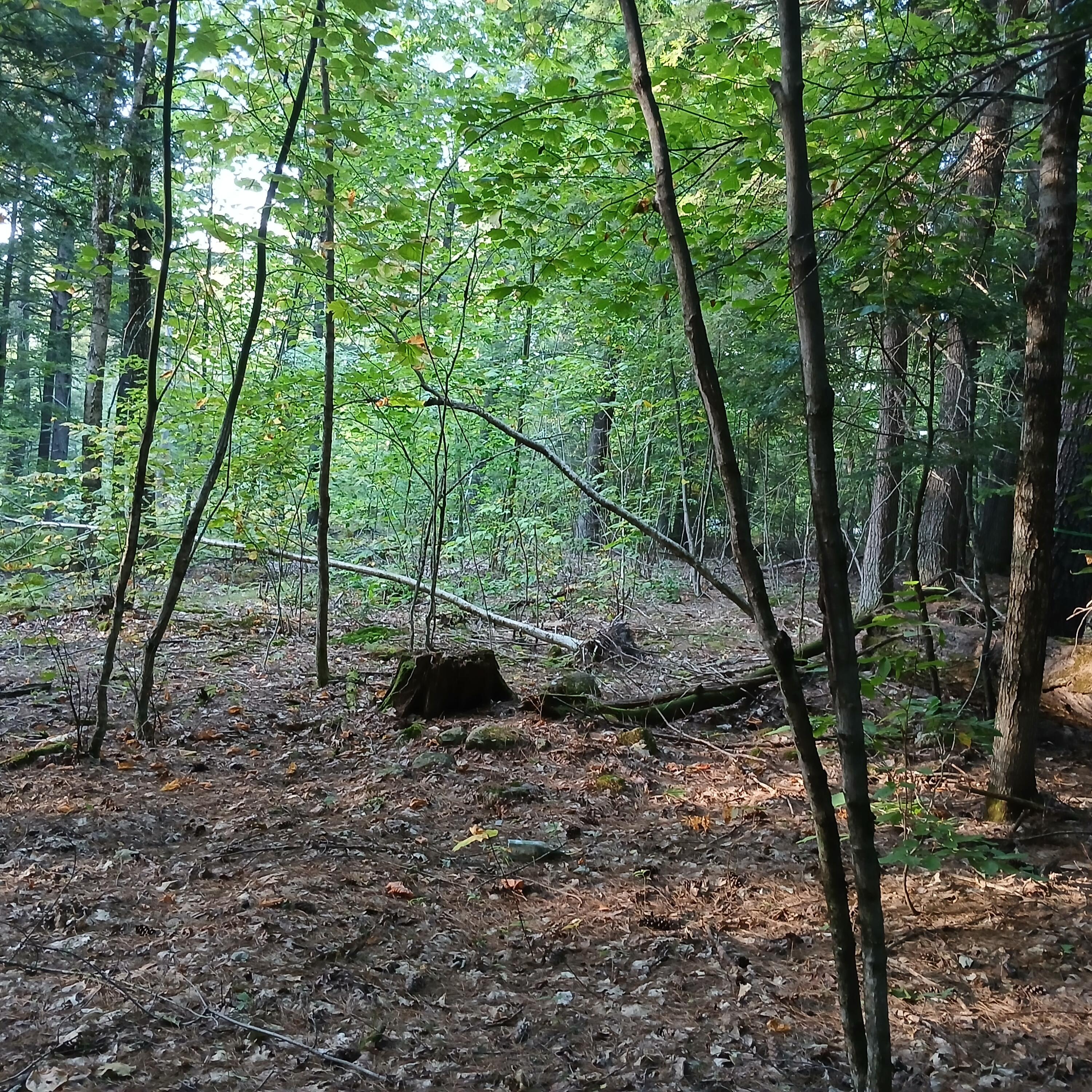 Land