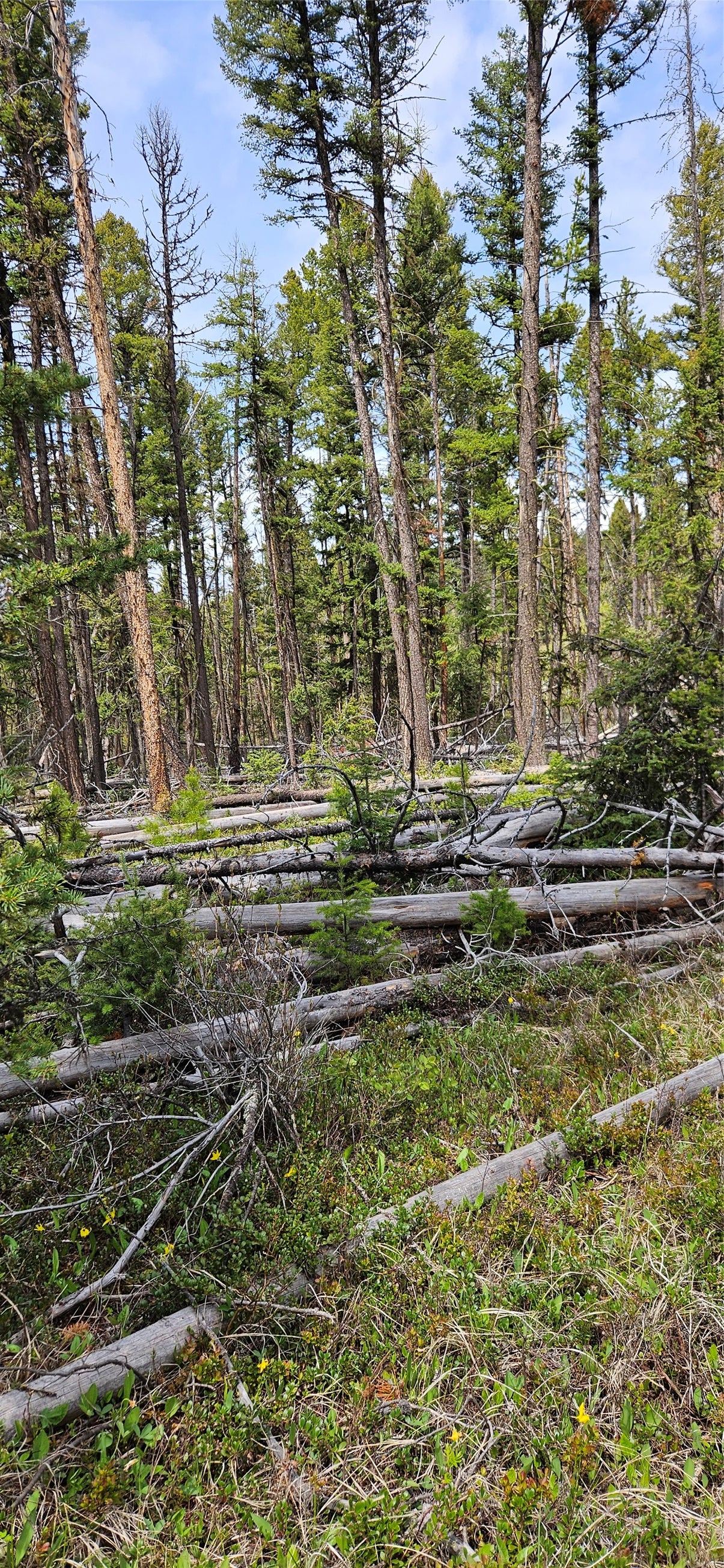 0 Bear Gulch Road Lincoln, MT 59639 - Photo 10 of 12 Gallery Image 10