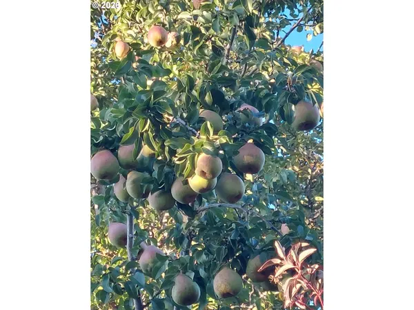 $495,000 | 704 Residence Street, Enterprise, OR 97828