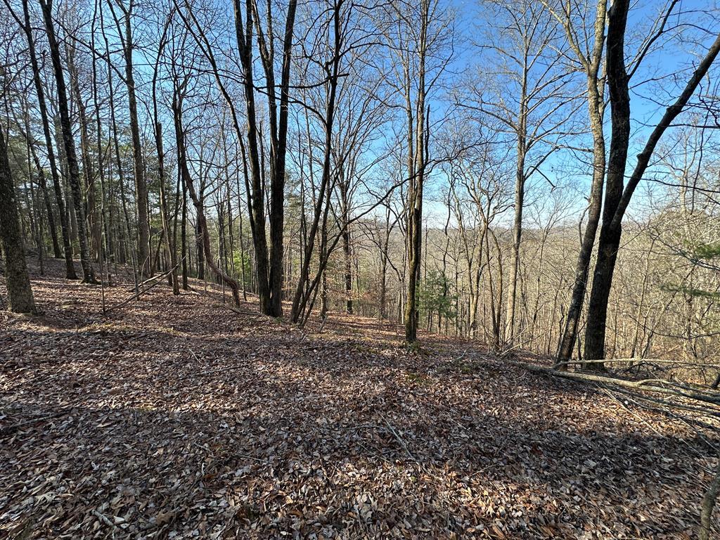 Lot 1640 Hunter Drive Ranger, GA 30734 - Photo 2 of 9 a view of backyard space with large trees