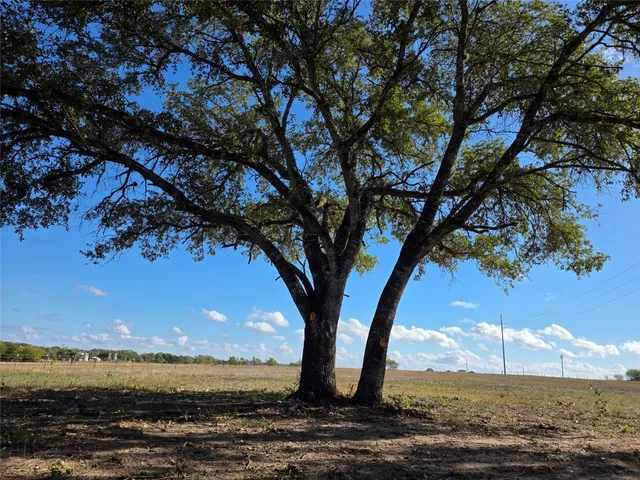 a view of yard with large trees