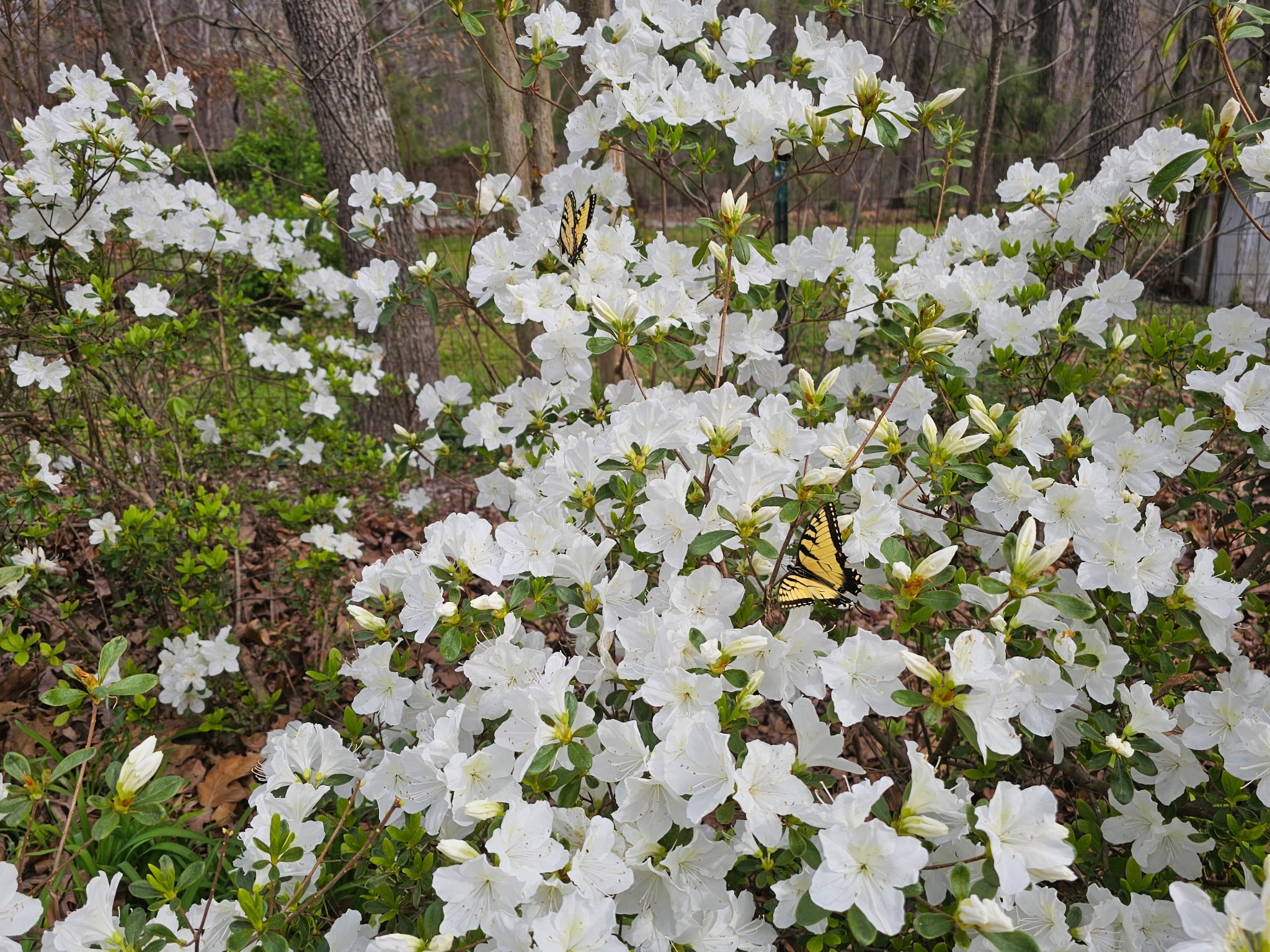 5180 Fire Tower Road Franklin, TN 37064 - Photo 95 of 98