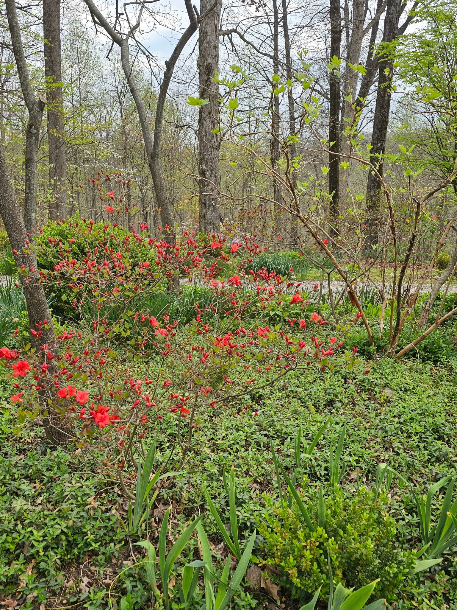 5180 Fire Tower Road Franklin, TN 37064 - Photo 96 of 98 a close up of a flower in a garden