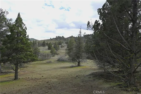 a view of a forest with trees in the background