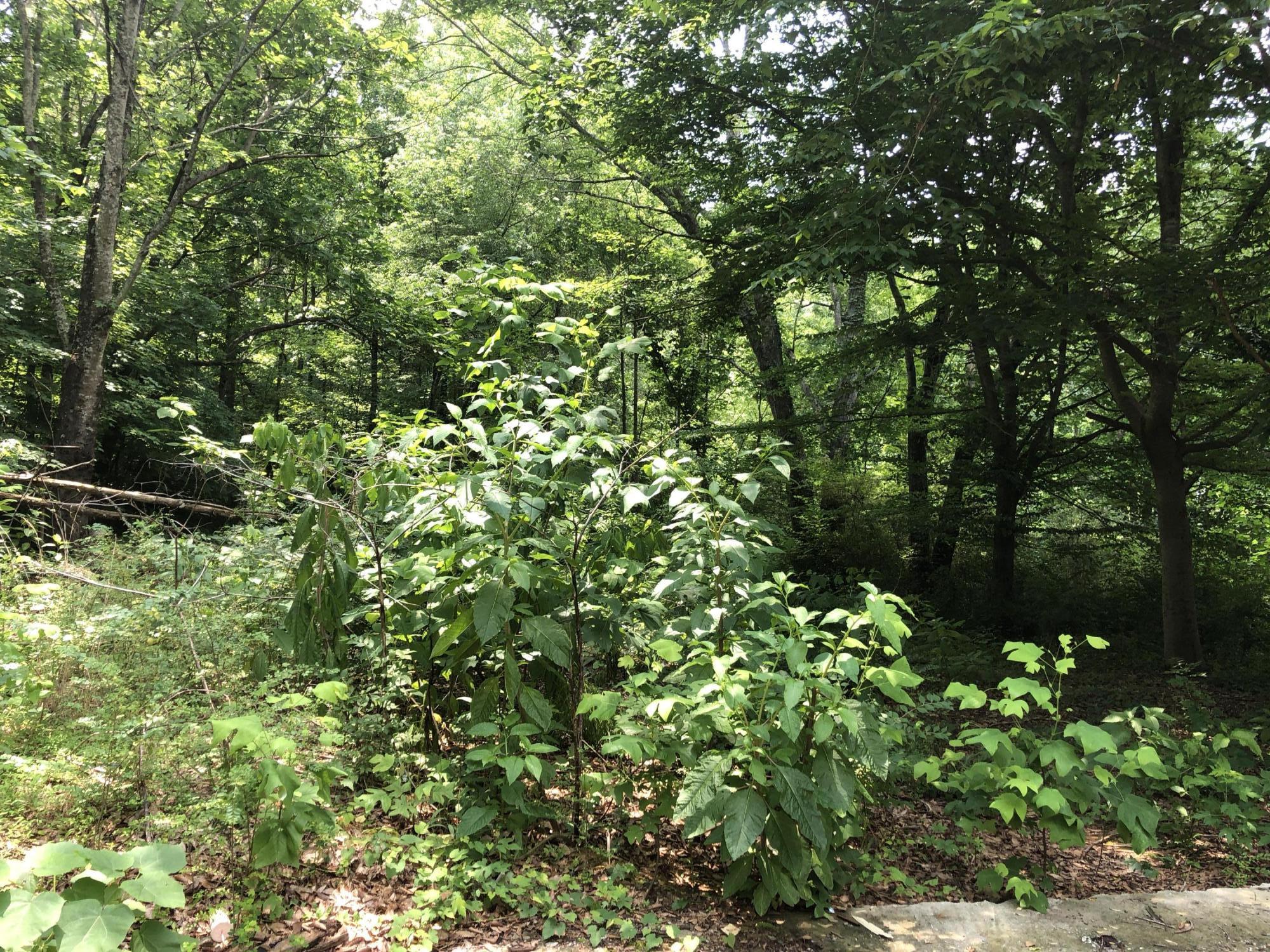 3005 Barnard Road Knoxville, TN 37921 - Photo 4 of 6 5CE98741-819C-472B-8319-640D83B622F9