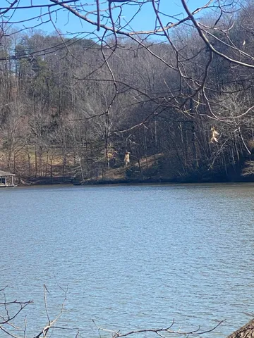 a view of a lake with large trees